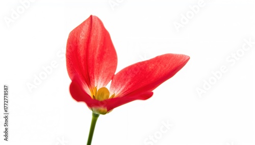 Close-up Macro of a Vibrant...