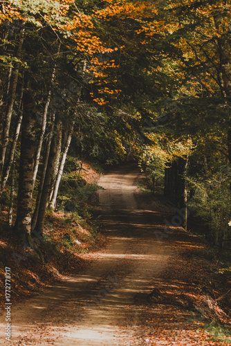 Autumn in the forest