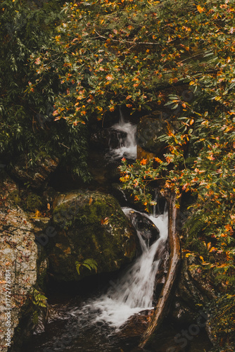 Autumn in the forest