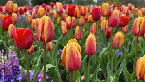 Beautiful tulip display fea...