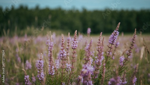Close-up view of blooming C...