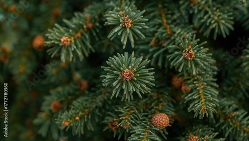 Close-up of fir tree green ...