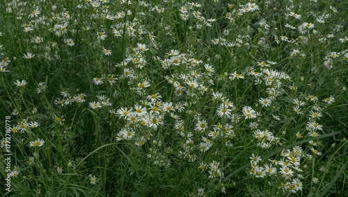 Delicate white daisies with...