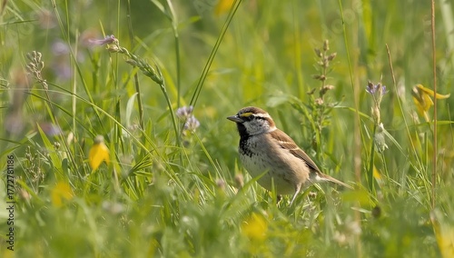 Close-up of a small bird wi...