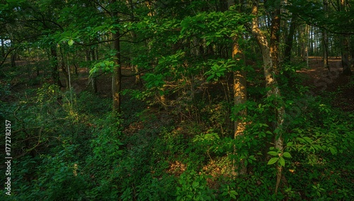 Lush green forest with abun...