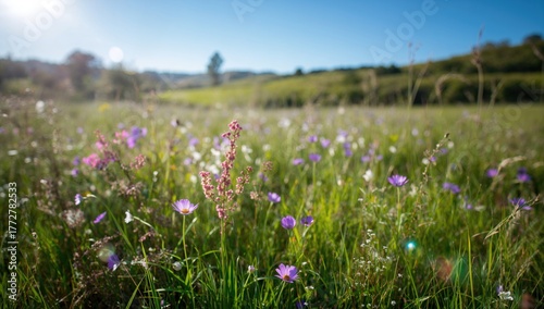 Vibrant Natural Meadow Unde...