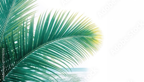 Illustration of a tropical ...