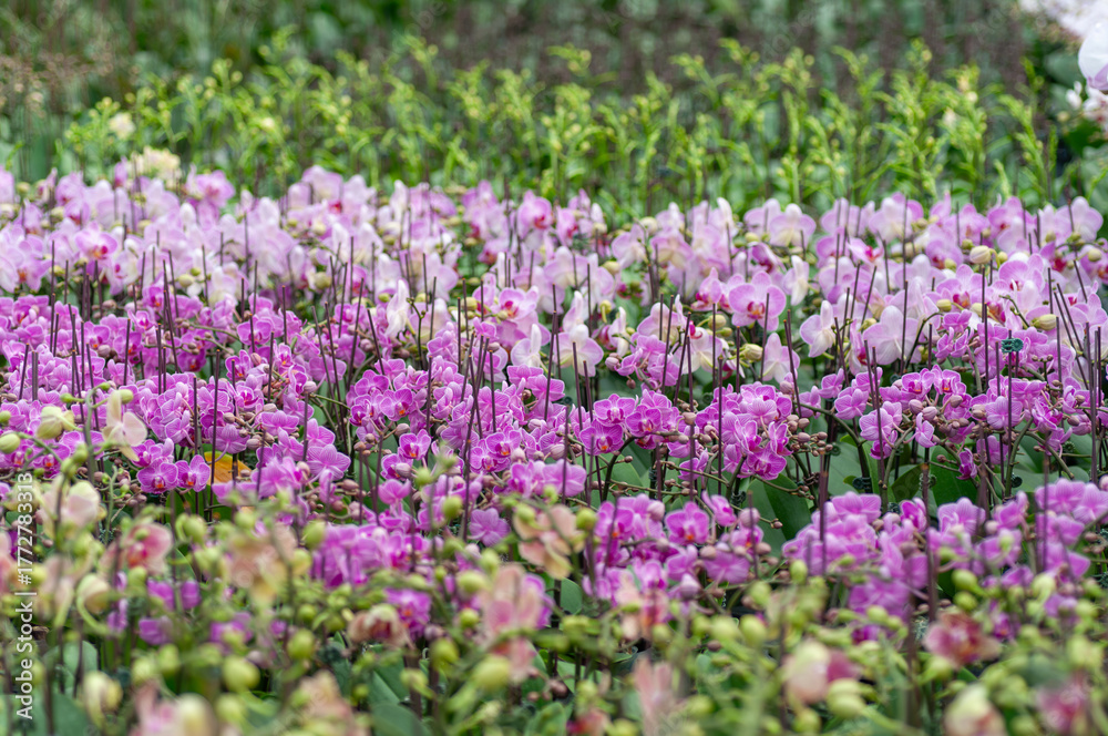Fototapeta premium Rows of blooming Phalaenopsis orchids at a flower farm, perfect for use in gardening catalogues, floral trade websites, or plant wholesale promotions. Pink moth orchids in the orchid farm.