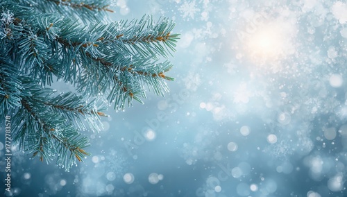Blue spruce conifer tree br...