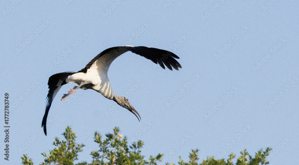 Obraz premium Wood Stork in flight
