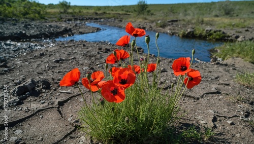 Vibrant poppies flourishing...