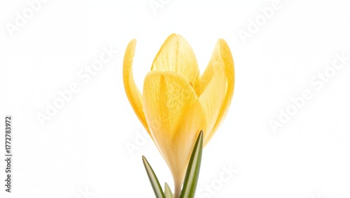 Crocus yellow flower on a w...
