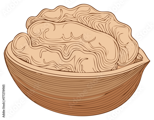 Detailed line art illustration of a single walnut kernel nestled inside a cracked half shell