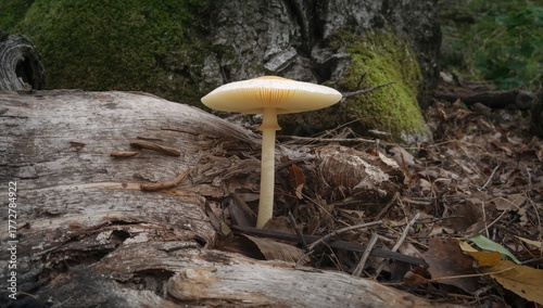 Volvariella bombycina growi...