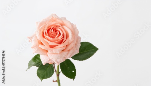 Single pink rose on a plain...