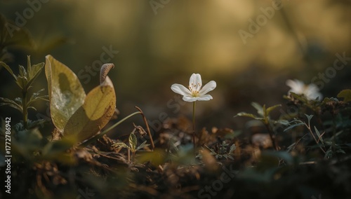 Flower Blooming in the Wood...