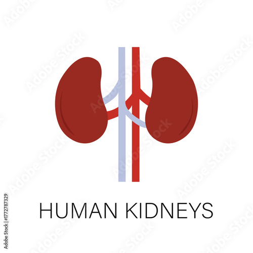 Human Kidneys and Renal Vascular System Flat Vector Illustration, Anatomy Diagram of Internal Organs, Urology Health and Medical Education Icon