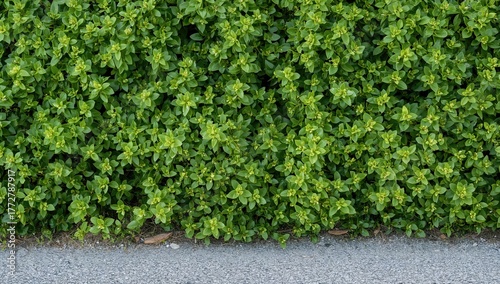 Dense greenery along the ro...