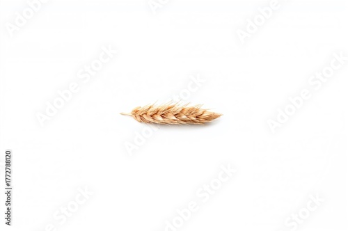 Single wheat kernels agains...