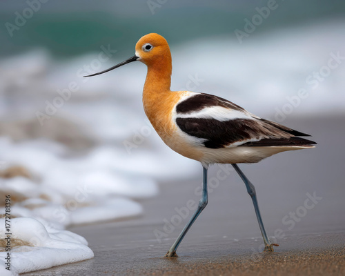 American avocet on seashore