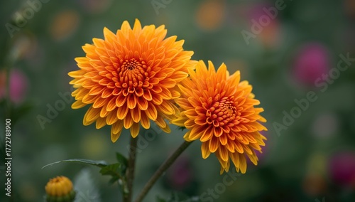 Vibrant orange and yellow c...