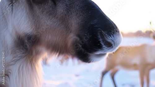 Reindeer Nose Closeup in Snowy Field During Golden Hour