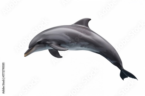 Single dolphin against a pl...