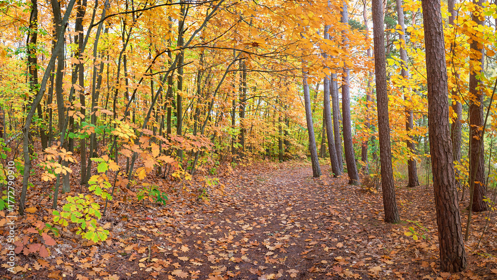 Obraz premium Hiking trail through autumnally colorful red oak deciduous forest