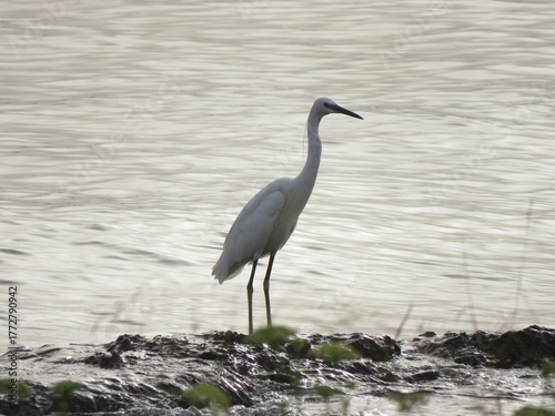 Photos Little Egret (Egretta garzetta) standing on rocky shoreline with light foliage a