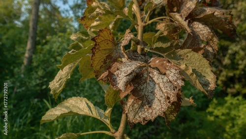 Apple leaves displaying bro...