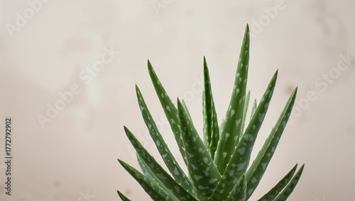 A close-up view of a green ...