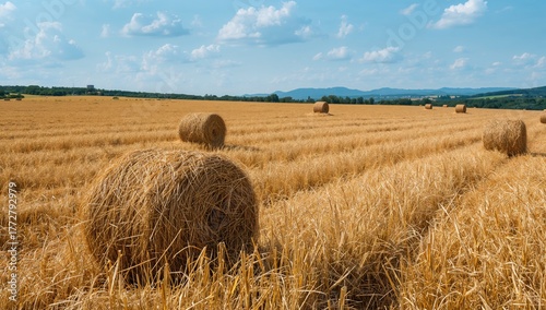 Stacks of Straw Left in the...