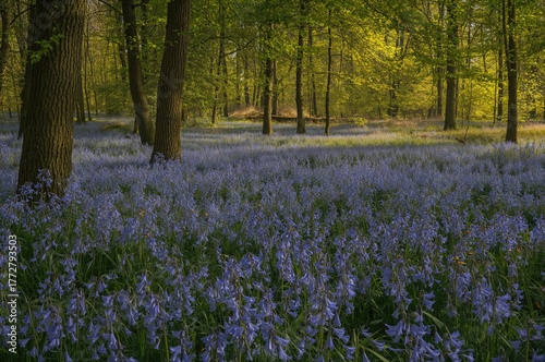 Blue bell-shaped blossoms g...