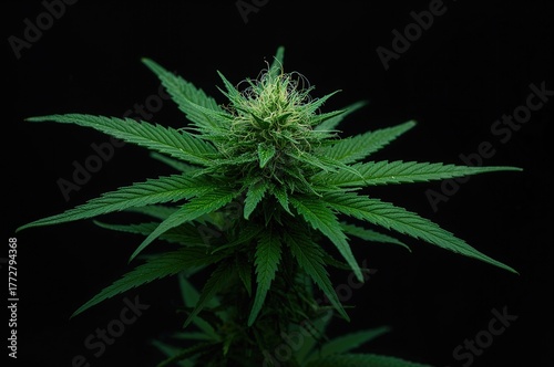 Cannabis foliage against a ...