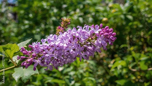 Lovely lilac blossom branch against a soft green leafy backdrop