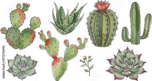 Collection of diverse watercolor painted desert succulents and cacti with vibrant green and pink hues