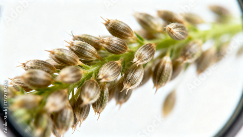 A cluster of psyllium seeds under magnification, showing their gel-like coating on a white background. gardening catalogs, home-decor guides, designed for gardening and botanical catalogs.