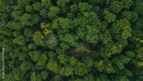 Aerial perspective of a lus...