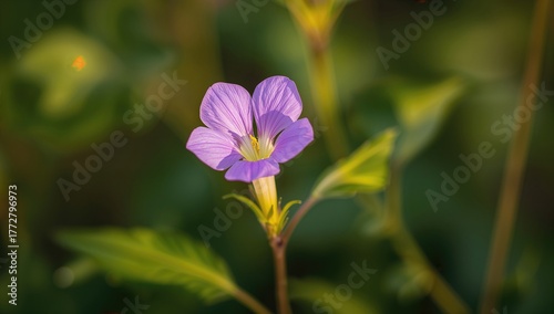 Single bloom of a creeping vine with purple petals