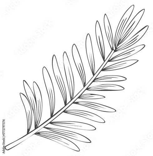 Elegant Hand Drawn Palm Frond Branch Outline Art Botanical Illustration
