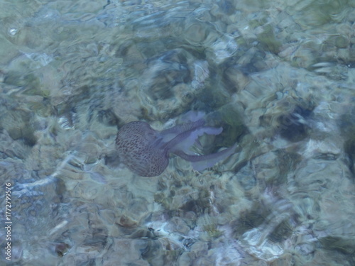 Purple Jellyfish (Phylum Cnidaria) on surface of the ocean / sea