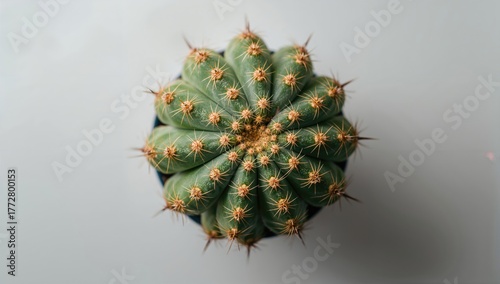 Cactus succulent plant view...