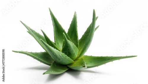 Aloe vera plant against a w...