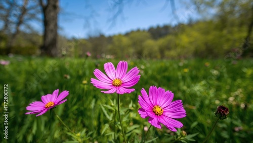 Vibrant cosmos flowers in a...