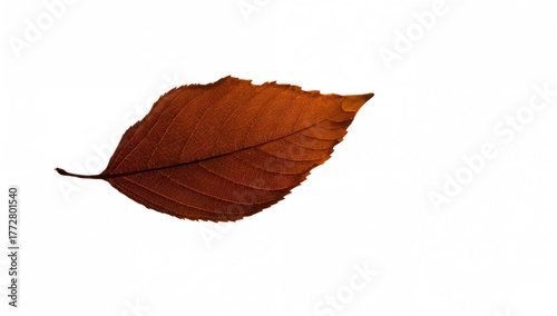 Dark leaf, autumnal hues, s...