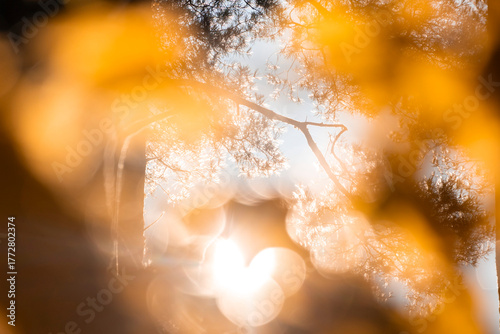 A beautiful golden autumn scenery in the forest with blurry leaves in the foreground. Fall in the forest.