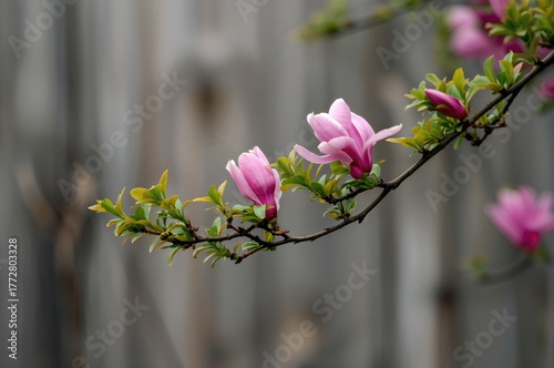 Blooming pink Magnolia blos...