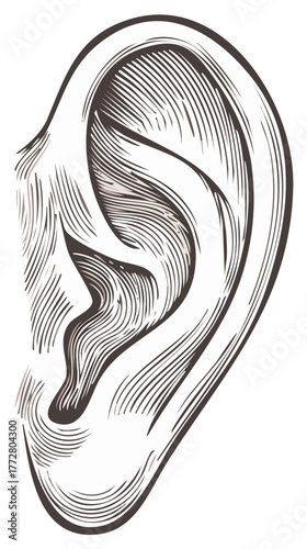 Human ear illustration, detailed anatomical study in vintage etching style.