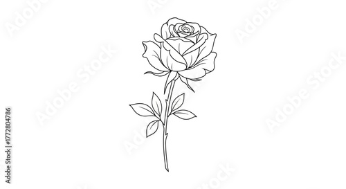 Elegant line drawing of a rose blossom presenting beauty and nature art element