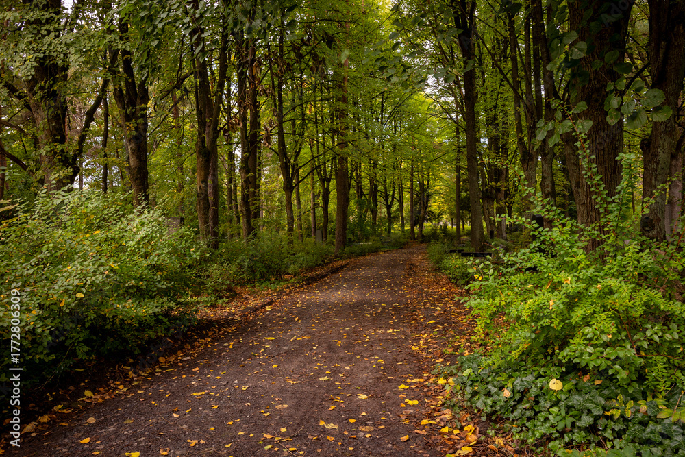 Obraz premium A calm autumn scenery with a path leading through a graveyard. Fall landscape of Riga, Latvia.